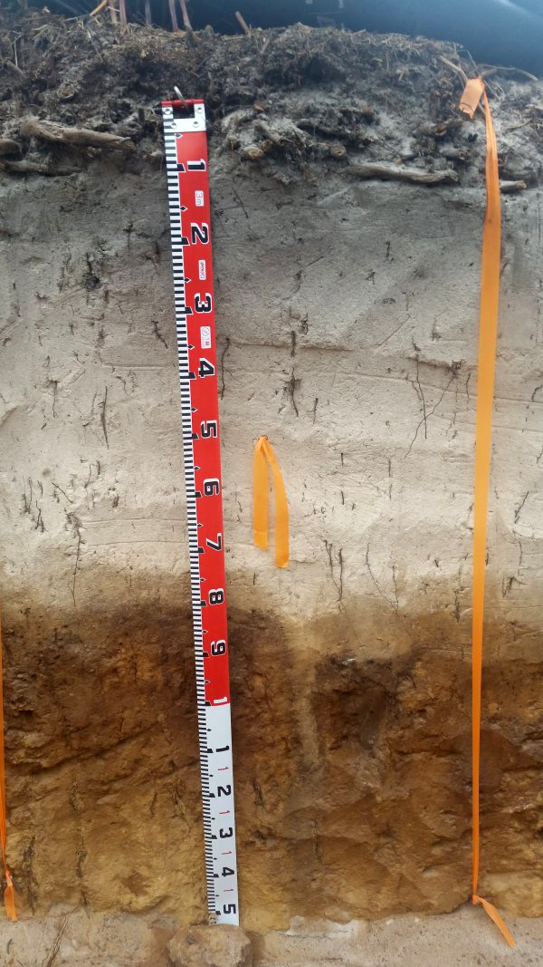 Andic soil profile